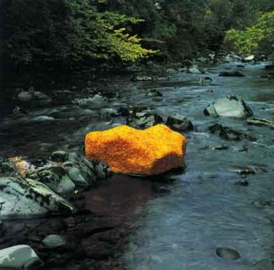 œuvre d'Andy Goldsworthy - Feuilles jaunes d'orme appliquées sur un rocher Scaur Water, Penpont, octobre 1991